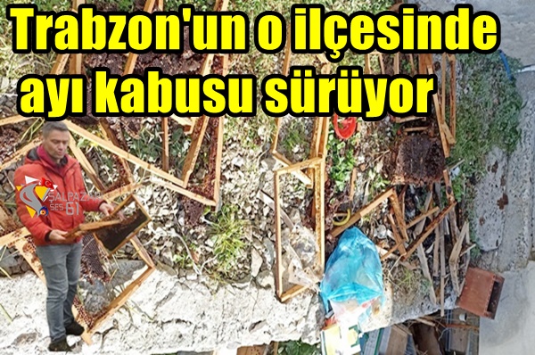 Trabzon’un o ilçesinde ayı kabusu sürüyor