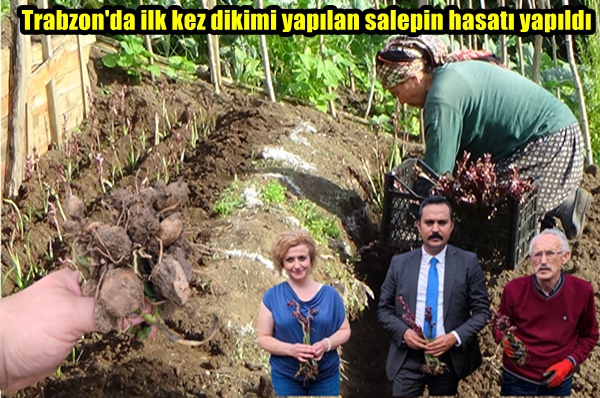Trabzon’da ilk kez dikimi yapılan salepin hasatı yapıldı