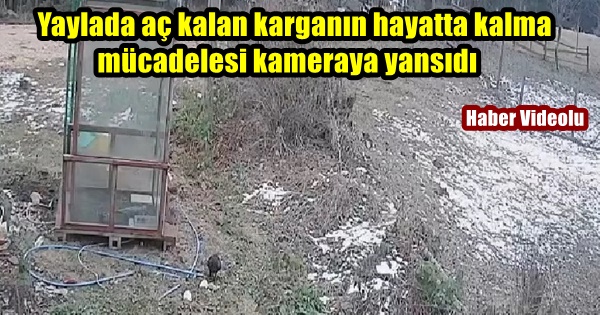 Yaylada aç kalan karganın hayatta kalma mücadelesi kameraya yansıdı