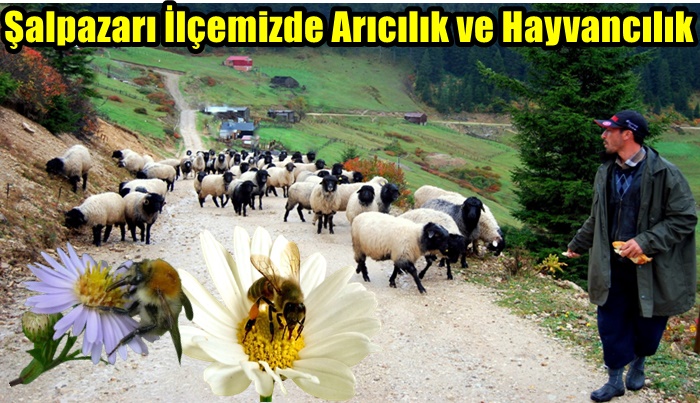 Şalpazarı İlçemizde Arıcılık ve Hayvancılık
