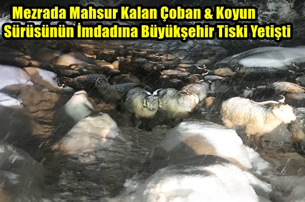 Mezrada Mahsur Kalan Çoban & Koyun Sürüsünün İmdadına Büyükşehir Tiski Yetişti