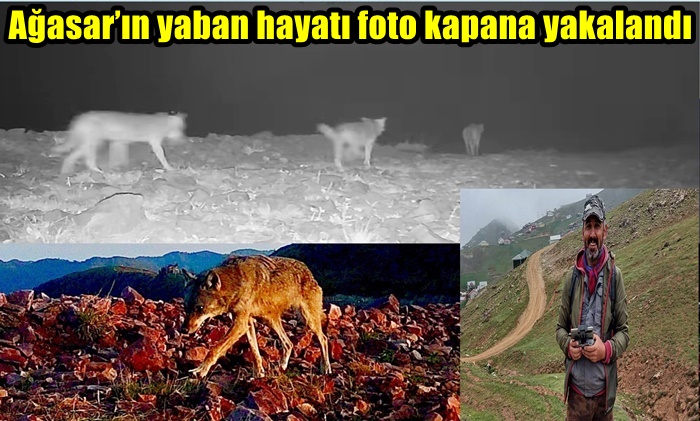 Ağasar’ın yaban hayatı foto kapana yakalandı