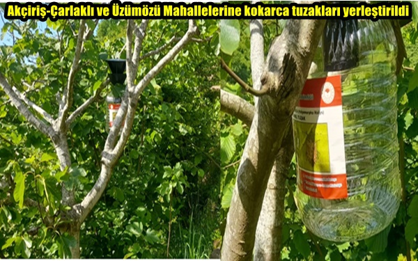 Akçiriş-Çarlaklı ve Üzümözü Mahallelerine kokarca tuzakları yerleştirildi
