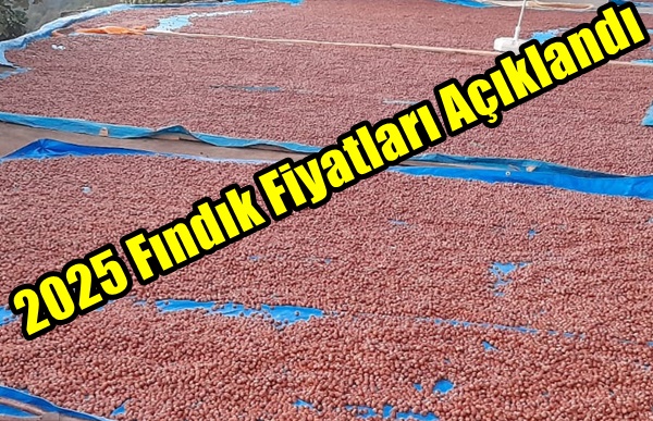 2025 Fındık Fiyatları Açıklandı