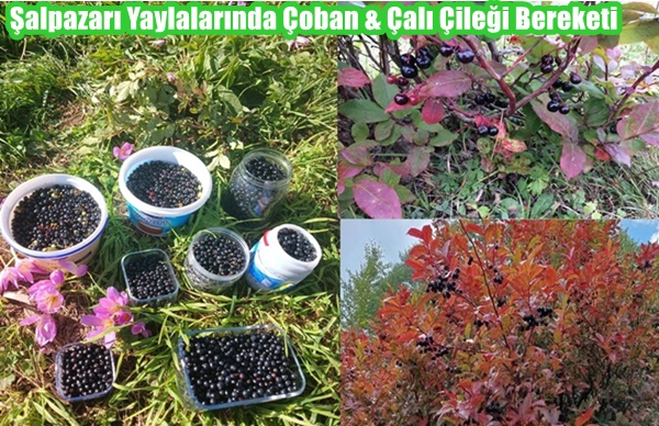 Şalpazarı Yaylalarında Çoban & Çalı Çileği Bereketi