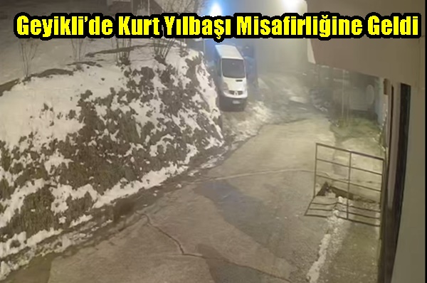 Geyikli’de Kurt Yılbaşı Misafirliğine Geldi