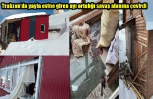 Trabzon’da yayla evine giren ayı ortalığı savaş alanına çevirdi