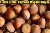 Fındık Üretici Bayrama Mağdur Giriyor