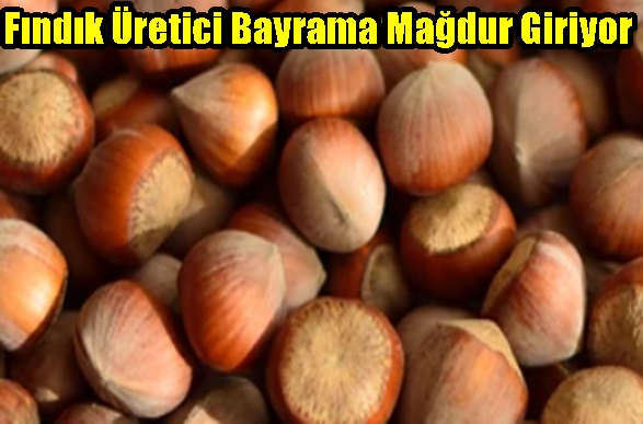 Fındık Üretici Bayrama Mağdur Giriyor