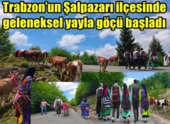 Trabzon’un Şalpazarı ilçesinde geleneksel yayla göçü başladı 