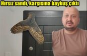 Hırsız sandı, karşısına baykuş çıktı
