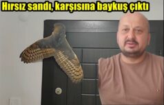 Hırsız sandı, karşısına baykuş çıktı