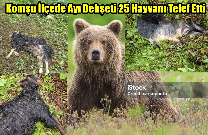 Komşu İlçede Ayı Dehşeti 25 Hayvanı Telef Etti