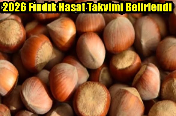 2026 Fındık Hasat Takvimi Belirlendi