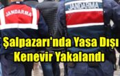Şalpazarı’nda Yasa Dışı Kenevir Yakalandı