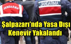 Şalpazarı’nda Yasa Dışı Kenevir Yakalandı