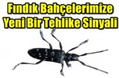 Fındık Bahçelerimize Yeni Bir Tehlike Sinyali