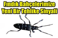 Fındık Bahçelerimize Yeni Bir Tehlike Sinyali