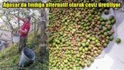Ağasar’da fındığa alternatif olarak ceviz üretiliyor