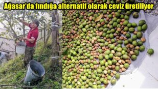 Ağasar’da fındığa alternatif olarak ceviz üretiliyor